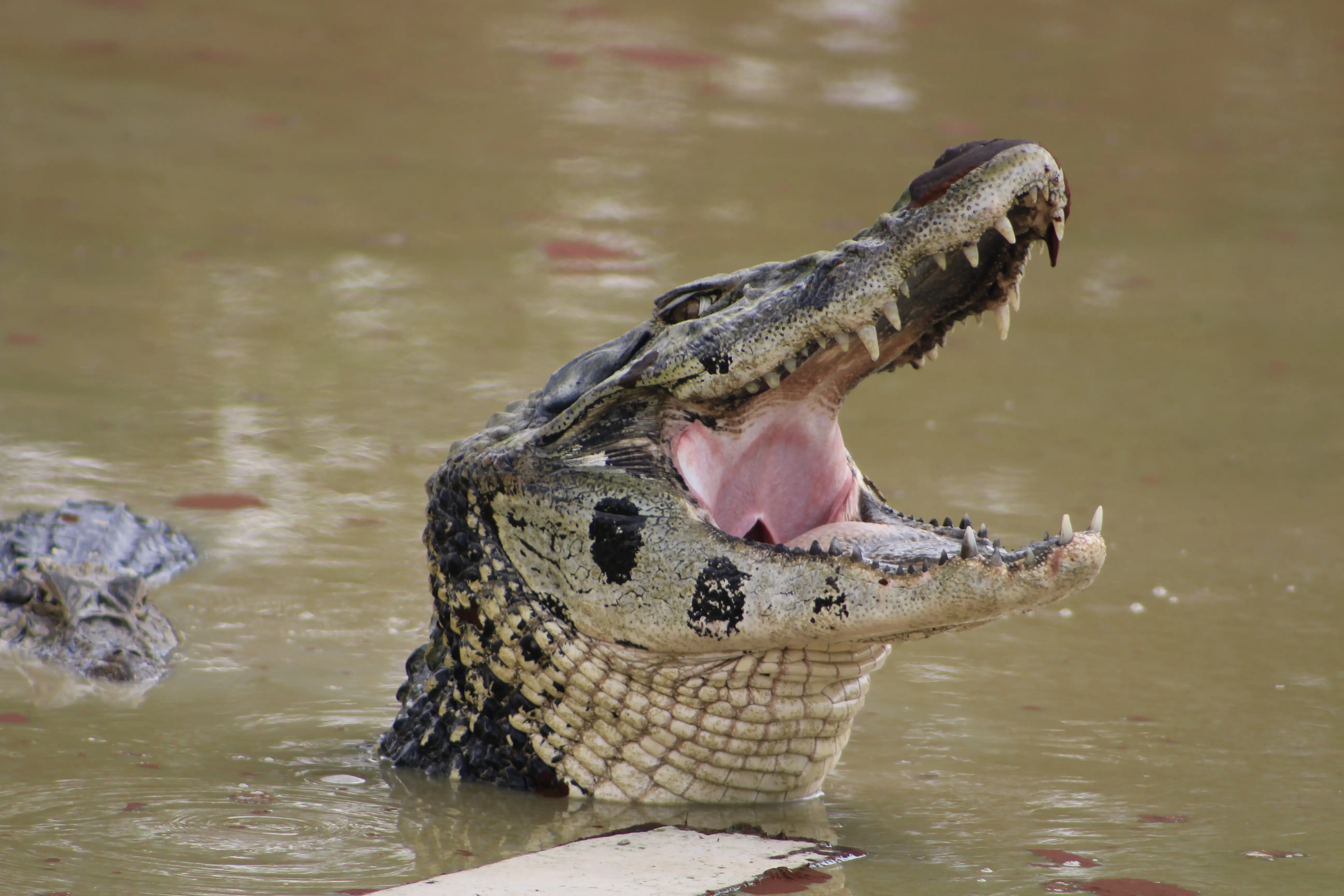 caiman-1
